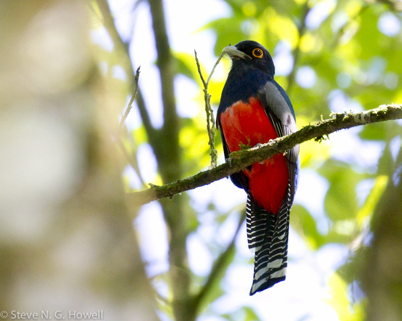 Right around our cabins we may find a Blue-crowned Trogon…